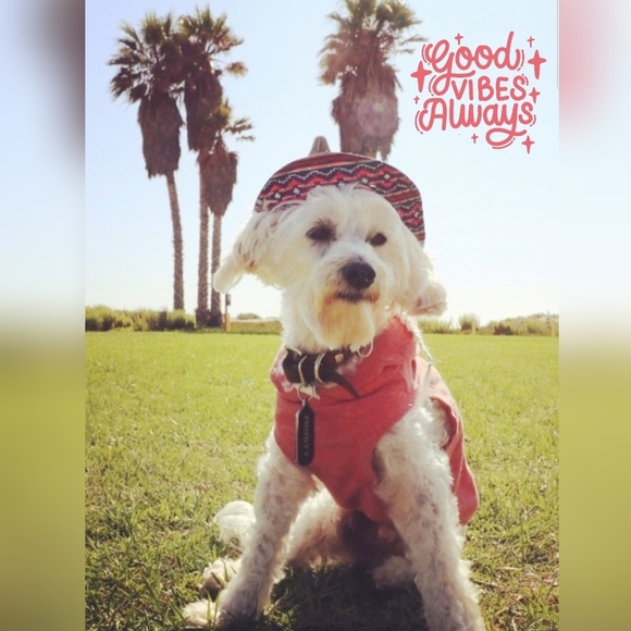 Meet your Posher, Clarity & Frosty Little Divo🐾💙 - Picture 2 of 16